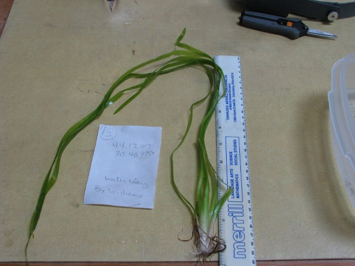 site15 american floating burreed question water celery-eelgrass